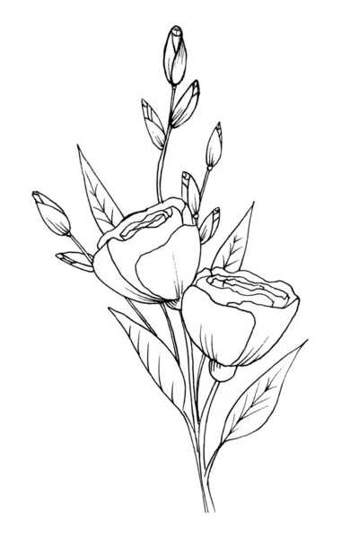 Flower Illustration Freehand Sketch Sketch Illustration Vector — Stock Vector