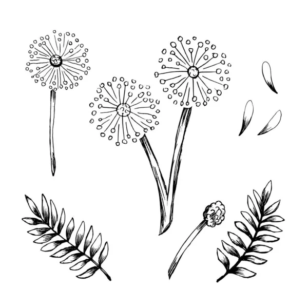 Set Mimosa Bashful Croquis Vivace Dessiné Main Vecteur Illustration — Image vectorielle