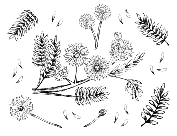 Uppsättning Mimosa Bashful Perenn Skiss Hand Dras Illustration Vektor — Stock vektor
