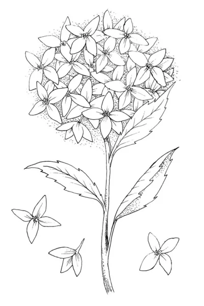 Fleurs Feuilles Illustration Esquisse Libre Illustration Vecteur — Image vectorielle