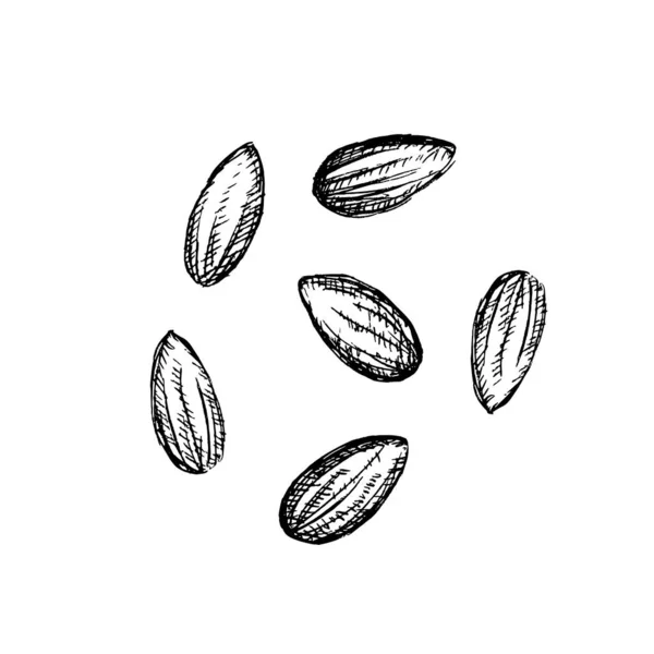 Μελάνι Σκίτσο Αμυγδάλου Χειροποίητη Διανυσματική Απεικόνιση Απομονωμένα Λευκό Φόντο — Διανυσματικό Αρχείο
