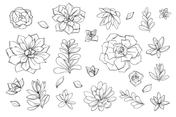 Reihe Von Objekten Blumen Sukkulenten Kakteen Grafiken Skizze Illustration Vektor — Stockvektor