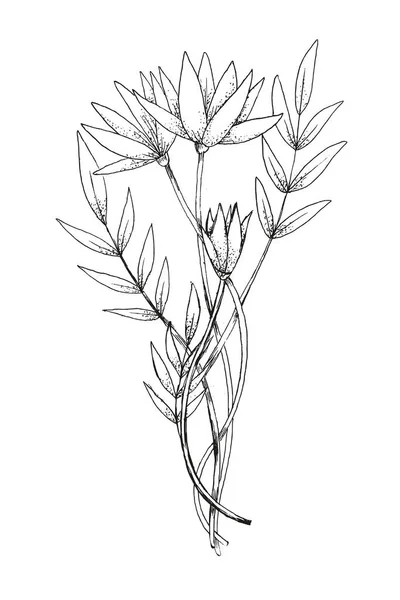 Hand Drawn Sketch Black White Leaves Flower Illustration Vector — Stock Vector