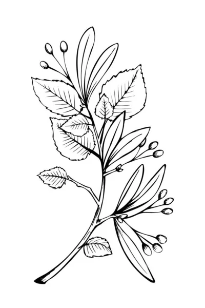 Linden Tree Branch Leaves Sketch Articpainting Black White Illustration Vector — 스톡 벡터