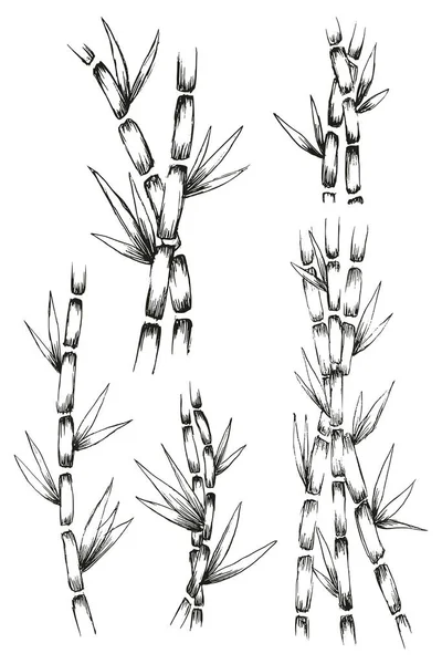Bambú Diseño Silueta Boceto Ilustración Blanco Negro Ilustración Vector — Vector de stock
