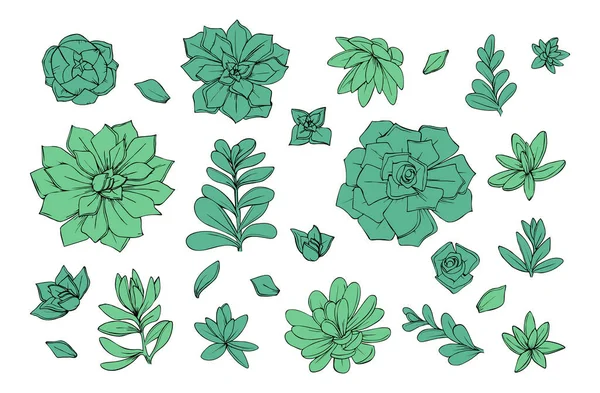 Набор Объектов Цветочных Суккулентов Графика Зеленый Вектор Иллюстрации — стоковый вектор
