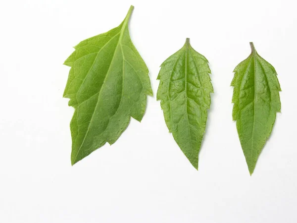 three foliage isolated on white background as object, pattern, design, illustration