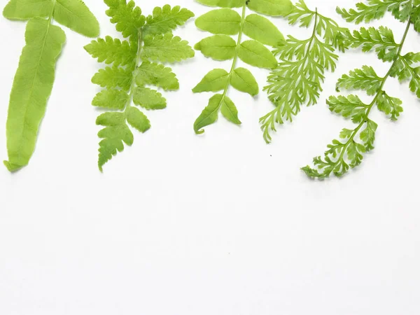 beyaz arkaplanda yeşil yapraklar izole