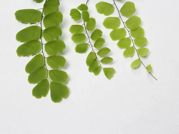 flat lay green leaves isolated on white