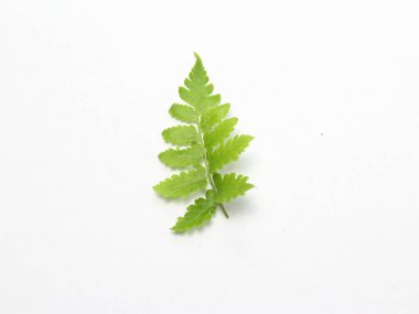 beautiful green leaves on white background object, cut out, design, top view