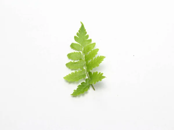 beautiful green leaves on white background object, cut out, design, top view