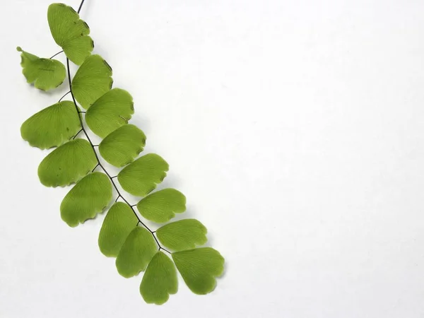 Beyaz arka plan üzerinde düz yatıyordu yeşil yaprakları