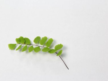 Adiaphanum yaprağı beyaza izole edildi