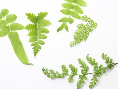 set of leaves on white background, flat lay view