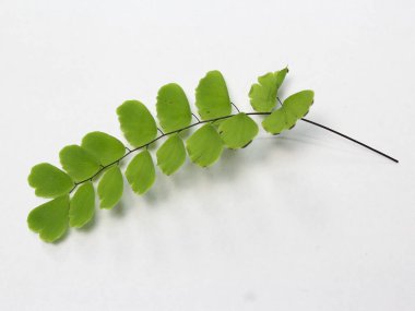 Taze yeşil yaprak adiantum diafanum beyaz arkaplanda izole