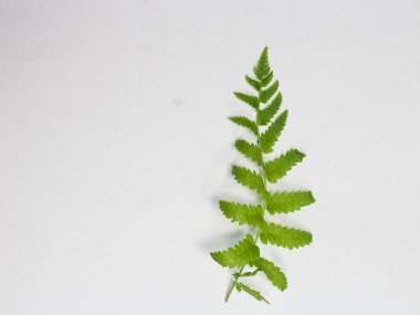 Taze yeşil eğreltiotu yaprakları arka planda izole