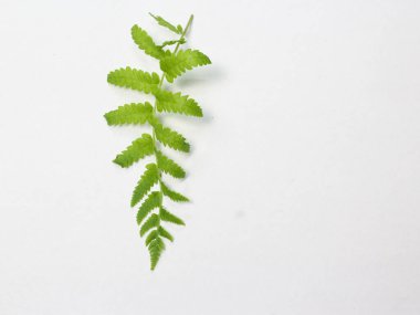 Beyaz arka planda yeşil eğreltiotu yaprağı. düz yatış, üst görünüm,