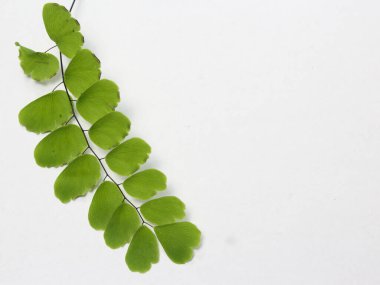Beyaz arka plan üzerinde izole yaprak yeşil
