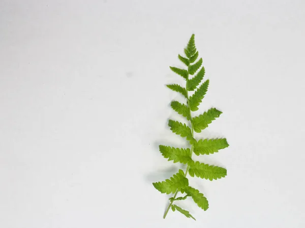 Fresh Green Fern Leaves Isolated Background — Stock Photo, Image