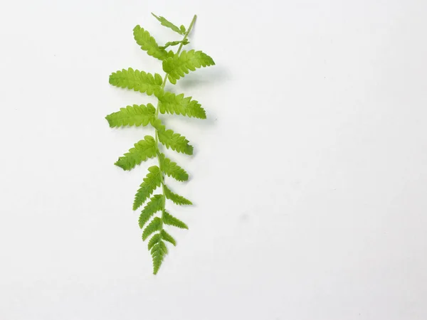 Beyaz arka planda yeşil eğreltiotu yaprağı. düz yatış, üst görünüm,