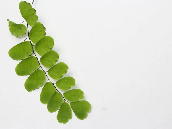 Beyaz arka plan üzerinde izole yaprak yeşil