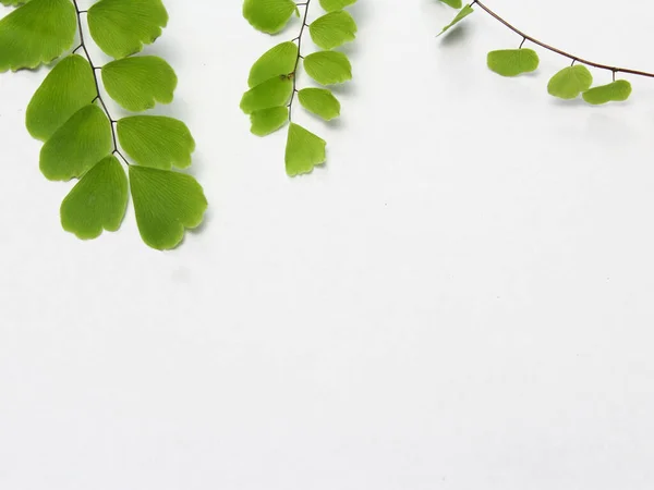 Grüner Blattrahmen Auf Weißem Hintergrund Sommer Ansicht Von Oben Kopierraum — Stockfoto