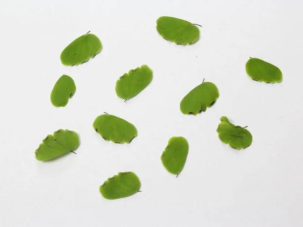 green leaves on a white background, top view