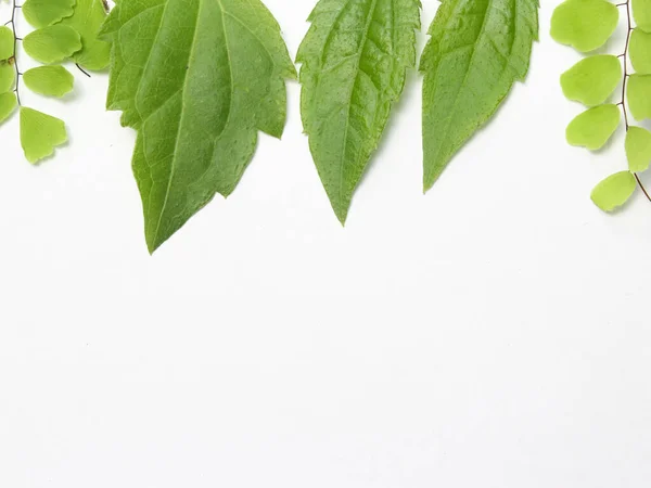 green leaves on background with copy space for your text