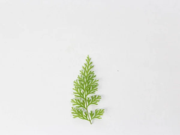 Beyaz Üzerine Eğreltiotu Yaprağı Üst Görünüm — Stok fotoğraf
