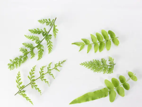 Stock image green nettle leaf on white