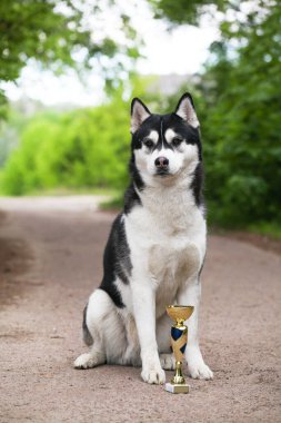 Siyah ve beyaz Sibirya Husky 'si ormanda