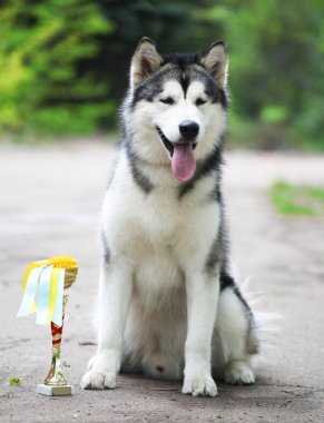 Alaska Malamute altın bir kupayla