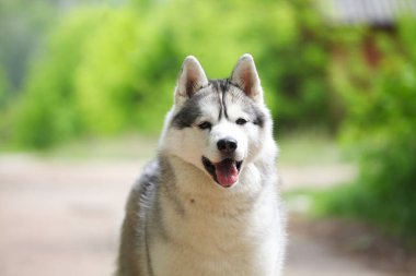 Güzel gri Sibirya köpeği parkta.