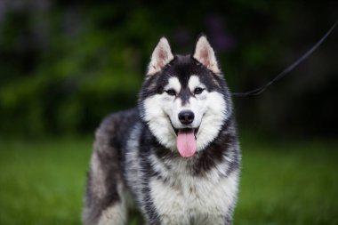 Siyah ve beyaz Sibirya Husky 'si ormanda