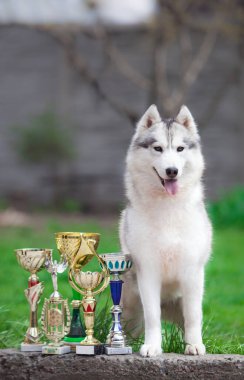 Elinde altın kupa olan Sibirya Husky köpeği.