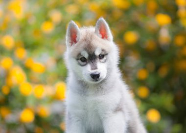 Sibirya köpeği parkta.