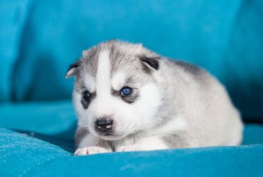 Kurda benzeyen küçük bir kurt.