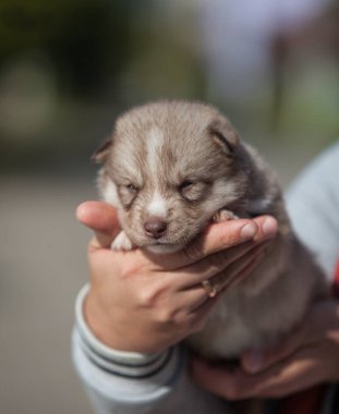 Kurda benzeyen küçük bir kurt.