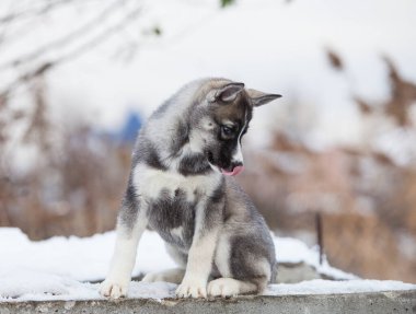 Kurda benzeyen küçük bir kurt.