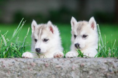 Güzel gri Sibirya köpeği parkta.