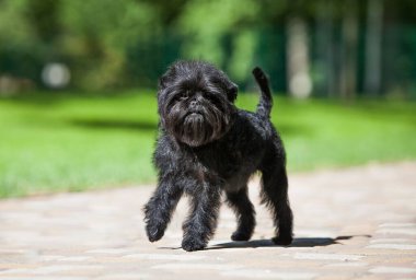 Little black affenpinscher in the park clipart