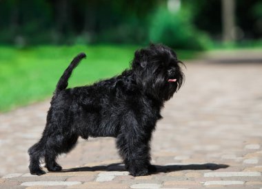 Parkta küçük siyah bir fener.