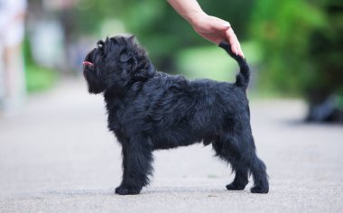 Parkta küçük siyah bir fener.