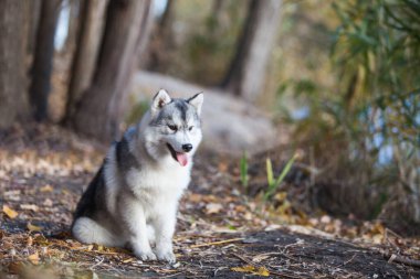 Sibirya Husky köpeği ormanda