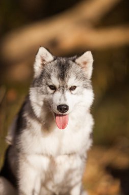 Sibirya Husky köpeği ormanda