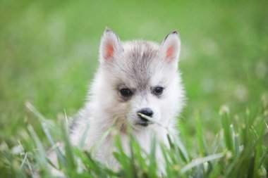 Sibirya Husky köpeği ormanda