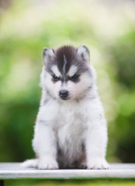 Sibirya Husky köpeği ormanda