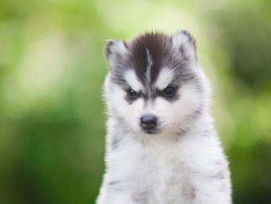 Sibirya Husky köpeği ormanda