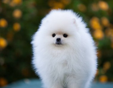 Güzel Pomeranya Spitz 'i yeşil bahçede