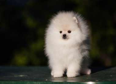 Güzel Pomeranya Spitz 'i yeşil bahçede
